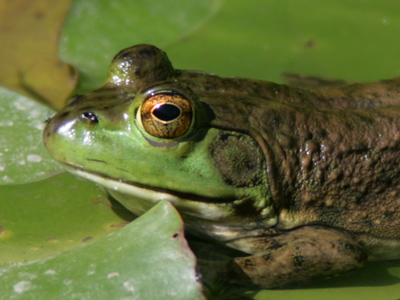 Like everything else, amphibian populations are declining worldwide as the number of humans increases.