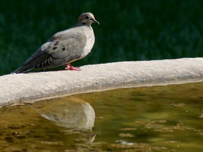After the organists, some quiet time by the fountain.