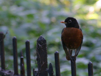 Can`t decide which side of the fence to be on.