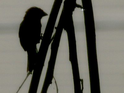 I`m glad today was cool, cloudy and rainy.