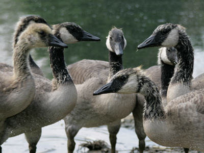 They`re at that awkward age.