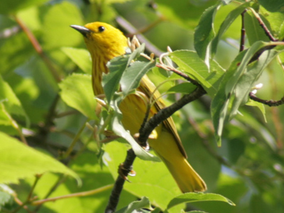 The song of the yellow warbler sounds like `Sweet-sweet-I`m-so-sweet.`