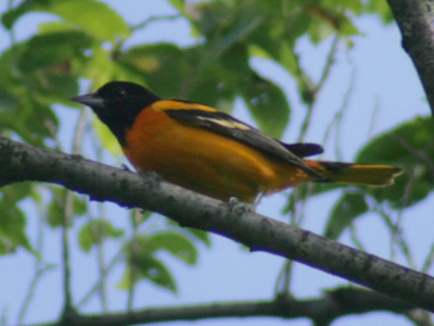 All Baltimore orioles look the same for the first year of life, then the feathers of the males start to turn orange.