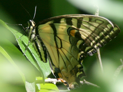 The Butterfly House opens on June 28!