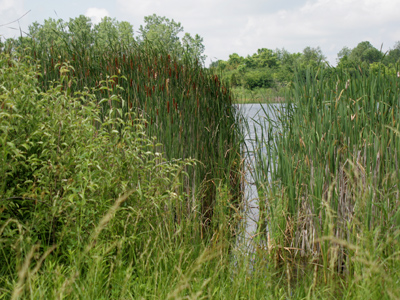 This path through the rushes was made by beavers.