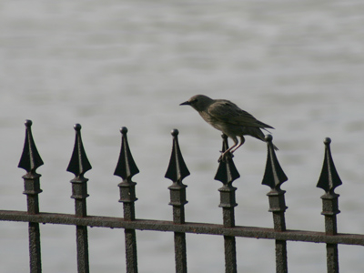 Starting today -- fewer bird pictures.