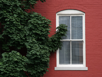 Not everything in my neighborhood is decaying and ugly.