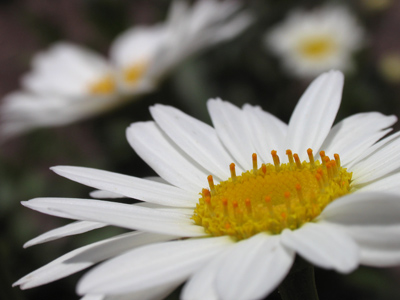 However, the big camera doesn`t do closeups very well . . . 