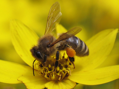 I started to notice an absence of flowers and insects, which is what springtime is all about . . . 