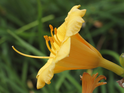 So today I have the `little` camera, which allows me to get very close to what I`m shooting . . . 