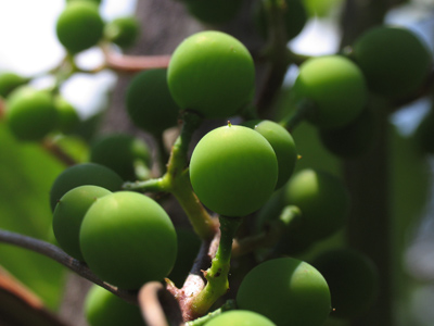 Future grapes.