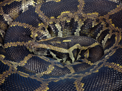 The business end of a 16-foot, 180-pound python.