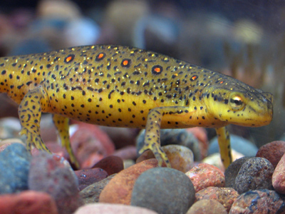 `Don`t call me a salamander!  I`m a red-spotted newt.`
