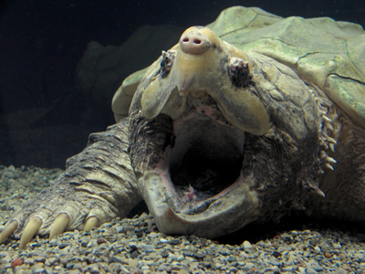 The tongue of a giant alligator tortise looks like a yummy worm.  When fish come after it, they discover their mistake.