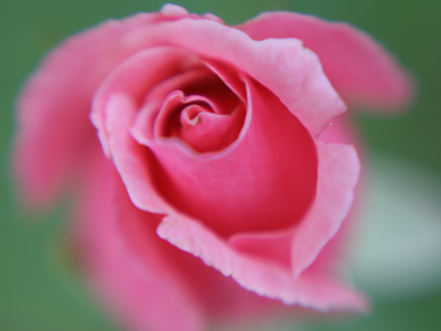 Fortunately, there are nice flowers to practice on.