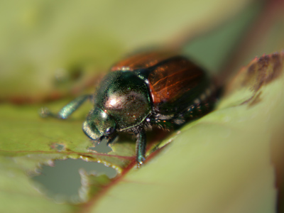 And there are always plenty of bugs.