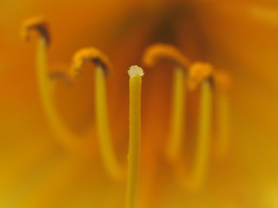 Wonder what this is?  Look at the fourth picture on June 19, 2008.