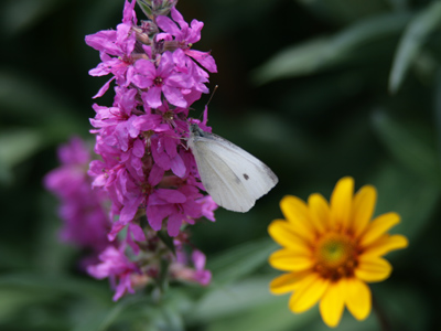 Butterflies are drawn to some types of flowers and ignore others.  They tell them apart by tasting them with their feet.