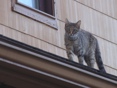 Starting today -- fewer cat pictures.