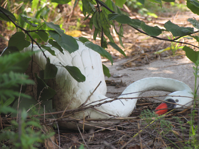 `Swan song` refers to death thanks to Franz Schubert, who composed his Swan Song shortly before he kicked.