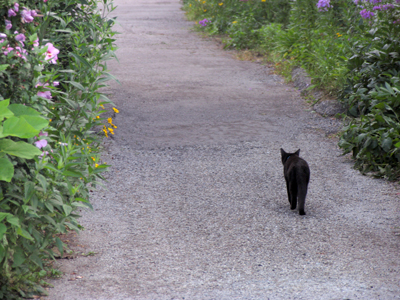 Okay, starting tomorrow . . . fewer cat pictures.