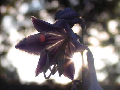 Not a morning glory, but it was glorious this morning.