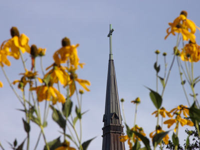 Among the black-eyed susans.