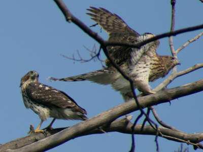 Hawks in the neighborhood, and the robins are nervous.