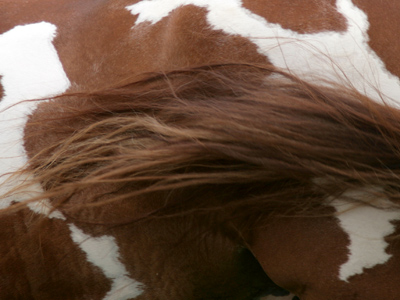 I didn`t think they made the Pinto anymore.