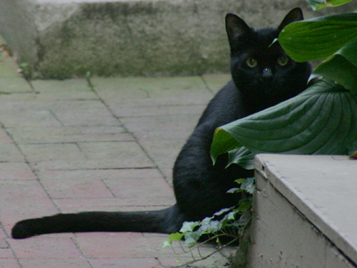 They instinctively avoid people who don`t like cats.