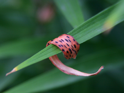 Looks like something Fred Flinstone would wear.