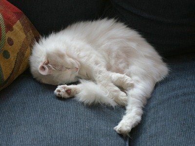 Being cute is very exhausting.