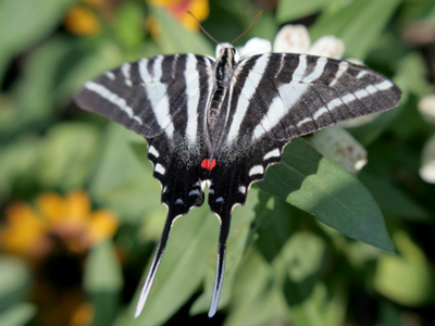 Monarchs were alarmingly few, but the zebra swallowtails ran in herds.