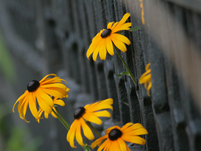 On days that I don`t walk to work, I take a morning walk around the neighborhood instead.