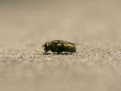 The plane of critical focus is that narrow band in sharp focus within a camera`s depth of field.