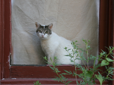 Who keeps putting all these cats on my Web page?!