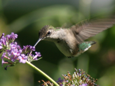 Again I heard it before I saw it (see July 30, 2008), but I couldn`t believe my ears.  I didn`t think that a hummingbird could feed on a flower so tiny.