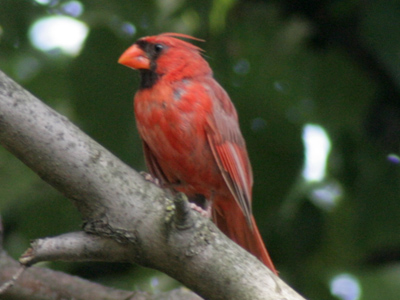 Afternoon cardinal at Hess and Jackson Streets.