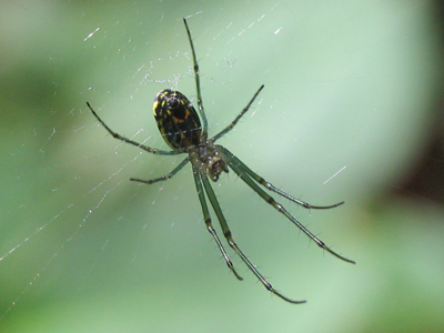 Don`t panic -- it`s smaller than your thumbnail.