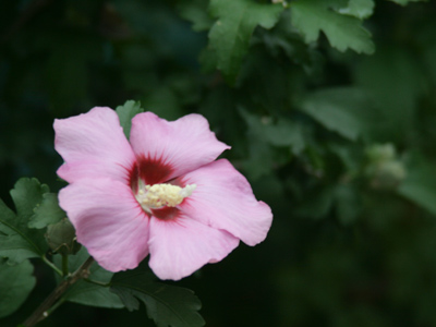 Someone recently commented that the lighting in my pictures looks `very natural.`  Well, that`s because it is.