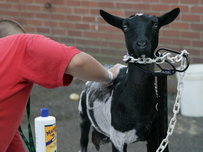 A clean goat is a happy goat.