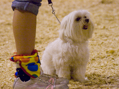 Snowflake the showdog was back to defend his fourth-place finish from last year (see August 31, 2007).