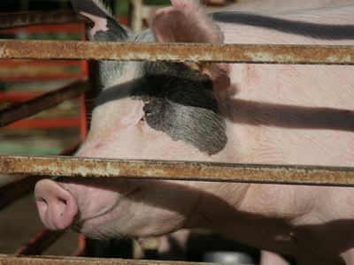 This poor pig must be bacon in the hot sun.  I mean, BAKING in the hot sun.