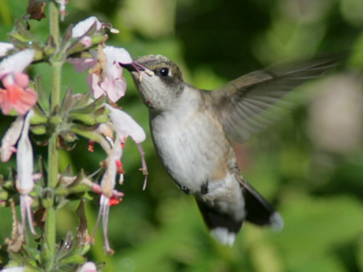 Can you see why it`s called a ruby-throated hummingbird?