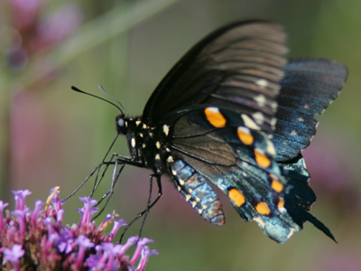I sometimes have photographic frustrations, mostly when I try things outside of my genuine interests.  If I could shoot gardens or color guard every day, I`d never get frustrated.