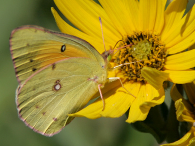 A Clouded Sulphur, with its green eyes and pink stripe around the wings.