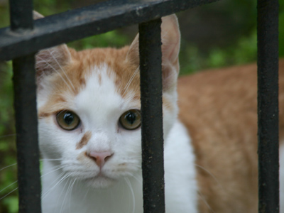 Just kidding about the pepper spray.  Ha, get it?