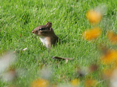 Emerging from a foxhole . . . a fox?