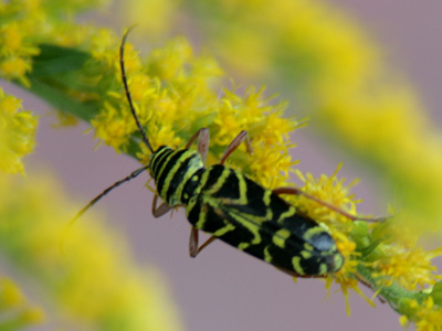 At least it`s not another bee or butterfly.