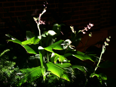 As I mentioned on August 25, 2008, the lighting in my pictures is totally natural.